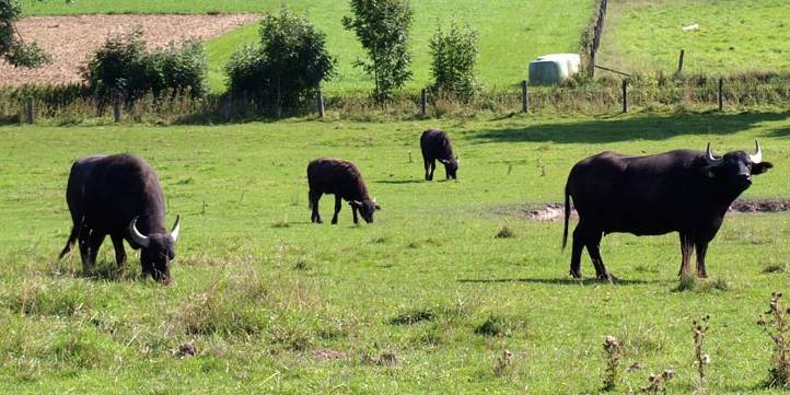 Waterbuffelweide Asseln